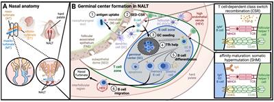 Harnessing the potential of the NALT and BALT as targets for immunomodulation using engineering strategies to enhance mucosal uptake